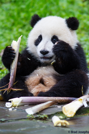 baby panda, panda cubs