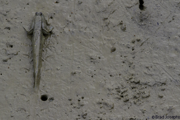 image mudskipper, borneo, bako