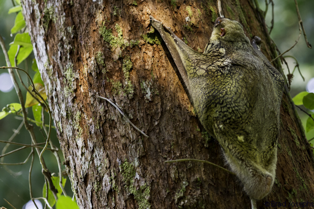 bako, borneo, sarawak, calugo, brad josephs image