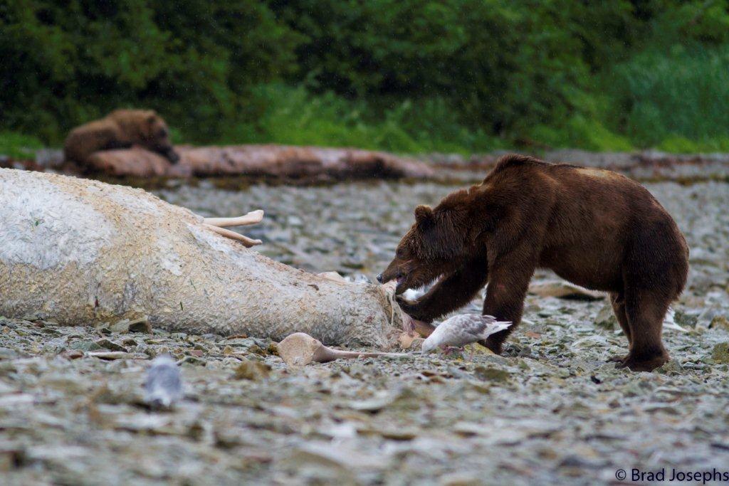 marine mammal die off, dead fin whales, whale die off, brown bear eating, Alaska