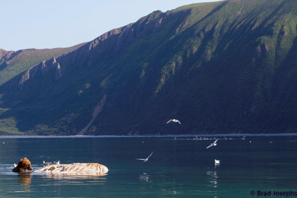 brown bear swimming with whale carcass, marine mammal die off, dead fin whales, whale die off 