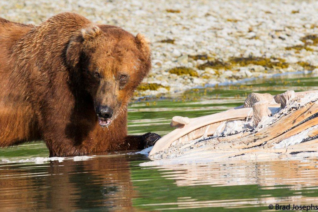 grizzly bear eating dead fin whale, marine mammal die off, dead fin whales, whale die off 