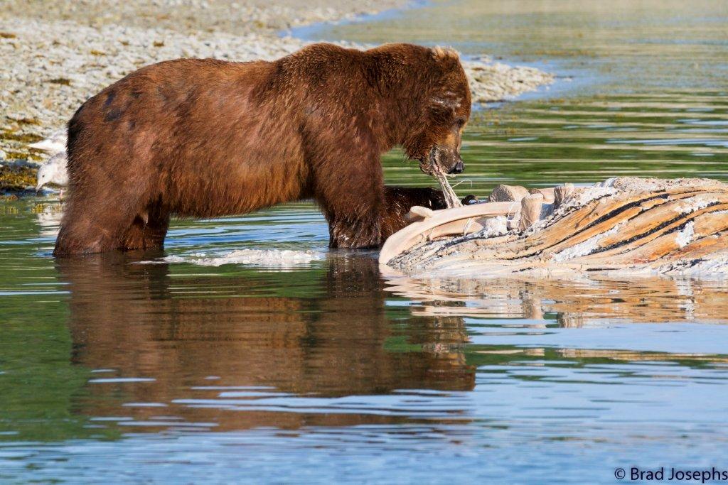 grizzly bear tearing whale carcass, marine mammal die off, dead fin whales, whale die off 