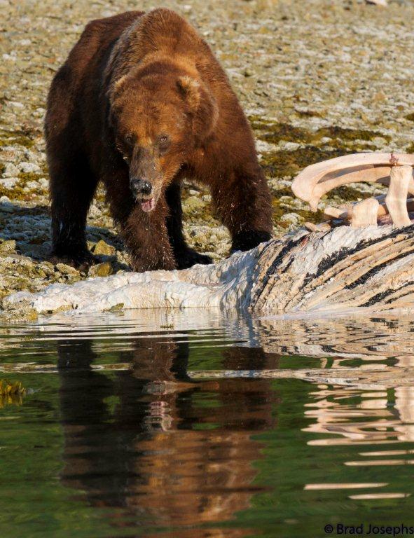 brown bear eating dead whale, marine mammal die off, dead fin whales, whale die off 