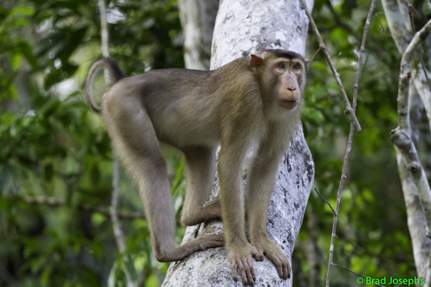 image of pig-tailed macaque, kinabatangan borneo