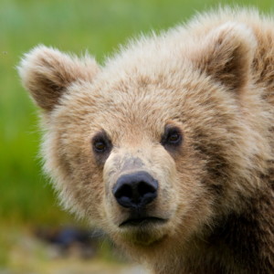 brad josephs image, bears, grizzlies, brown bears, alaska, bear viewing, natural habitat adventures