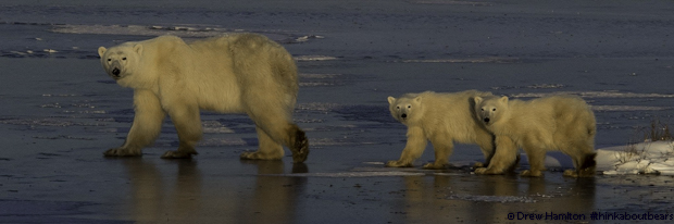 polar bear image, drew hamiton, natural habitat adventures, churchill mom and cubs