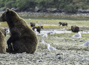 drew hamilton image, photo, grizzlies, brown bears, alaska