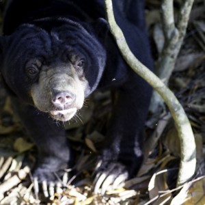 profile image picture of sun bear, sepilok sandakan sabah malaysian borneo