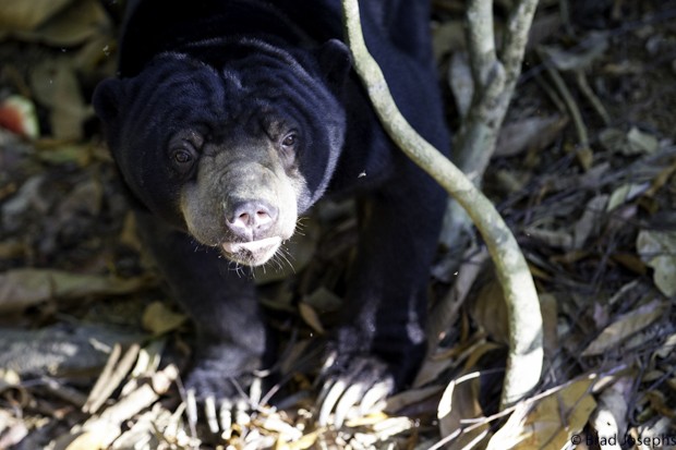 profile image picture of sun bear, sepilok sandakan sabah malaysian borneo