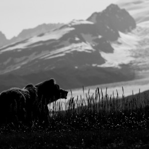 grizzly bear image, north casacdes