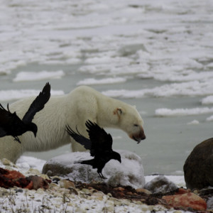 ravens, polar bear, seal image