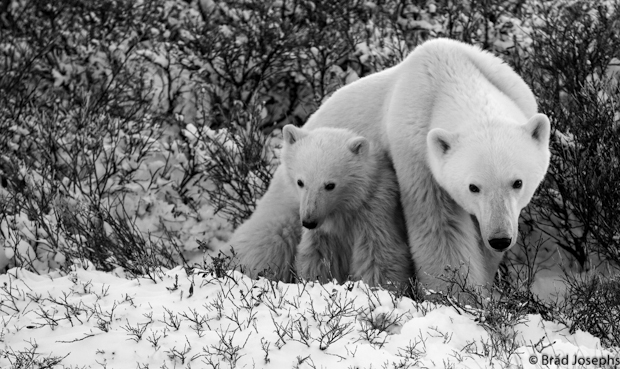 polar bear family, coast road, churchill manitoba