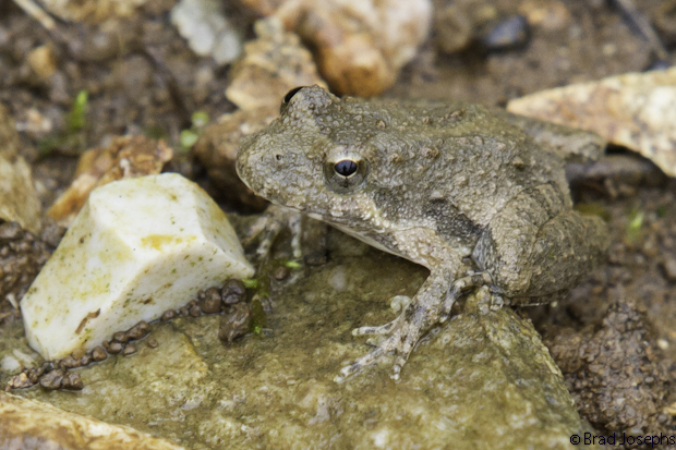 cricket frogs image, arkansas