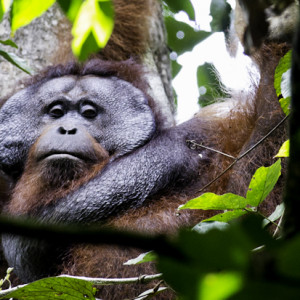 giant danum valley orangutan