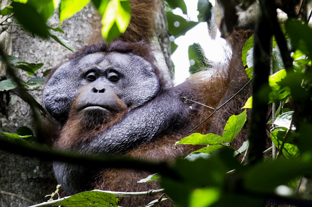 giant danum valley orangutan