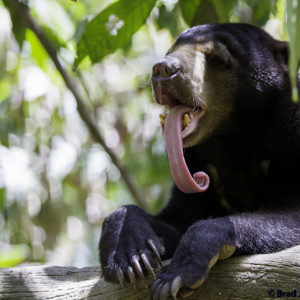 sun bear tongue photo image