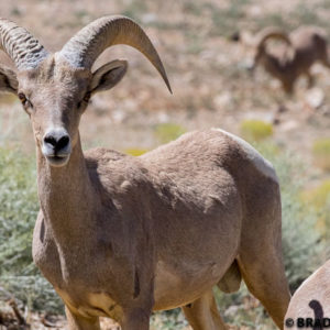 image of desert bighorn, brad josephs