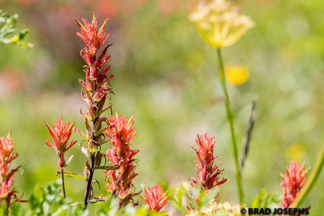 brad josephs, desert flowers, natural habitat 