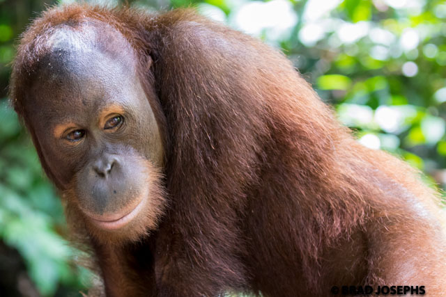 Intimate moments with one of the most intelligent creatures on earth. 