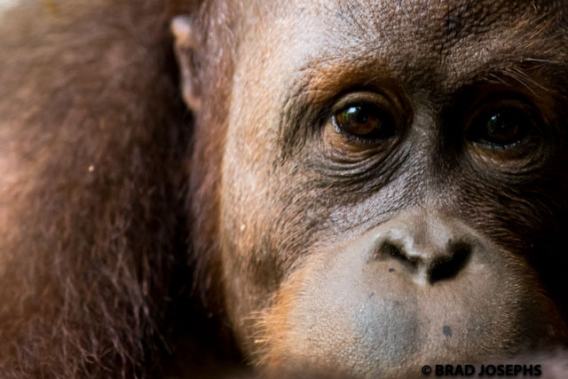 Orangutan portait, Sepilok, Sabah, Borneo