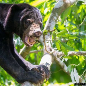 picture of sunbear, sun bear, Helarctos malayanus