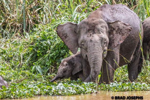 Few people know that there are pygmy elephants in the jungles of northeast Borneo. Seeing forest elephants playing in a jungle river at very close range is a sight to behold- especially a mom and young baby. 