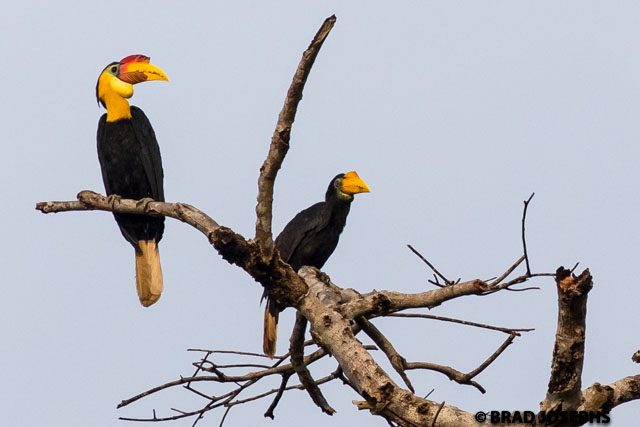 The rhinoceros hornbills get most of the notoriety here, but our local guide Junior in Sabah's favorite hornbill is the wrinkled hornbill for good reason- they are amazingly colorful. These very elusive birds were sitting in a treetop in evening light. 