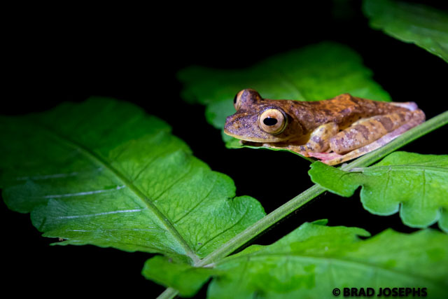 harlequin frog, Danum Valley, Sabah, Malaysian Borneo. 