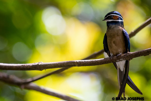 Whiskered tree swift, Danum Valley, Sabah, Borneo