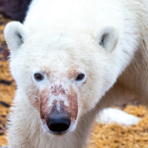 churchill polar bear portrait