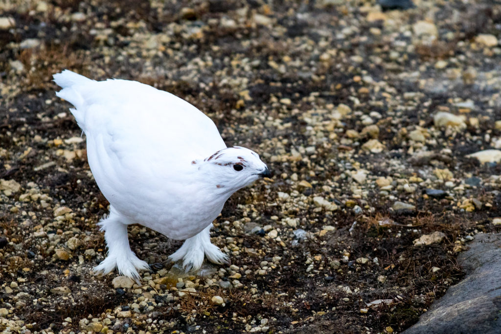 ptarmigan feet, snow bird