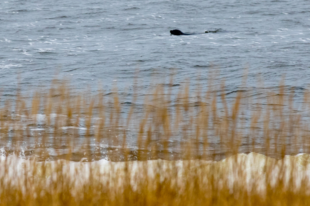 bearded seal churchill 