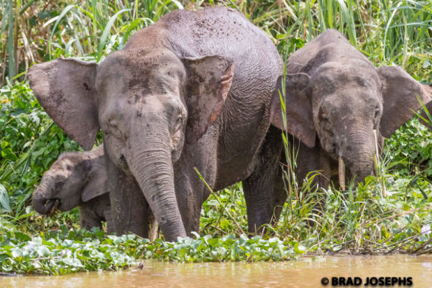 baby elephant borneo, kinabatangan river, sukau, sabah