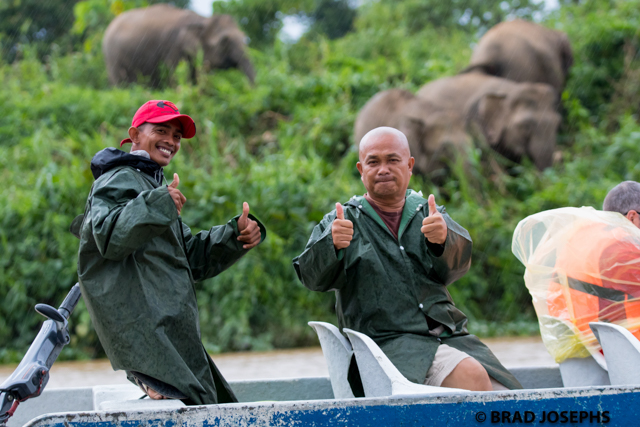 pygmy elephant ecotourism, sabah borneo, 