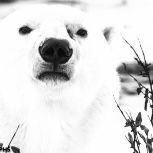 a black and white image of a polar bear, portrait