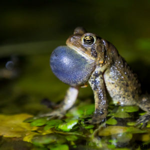 frog pond, dwarf american toad, arkansas