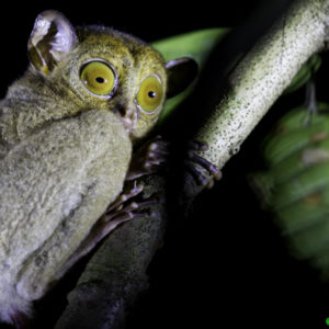 tarsier, borneo, sepilok, josephs