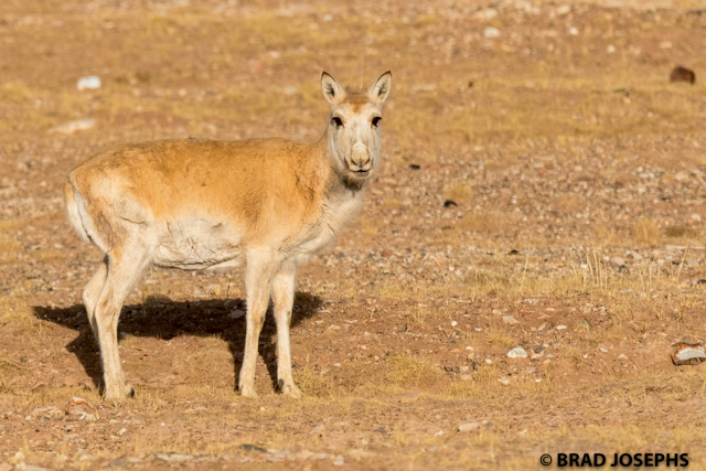 Goa Qinghai tibetan gazelle