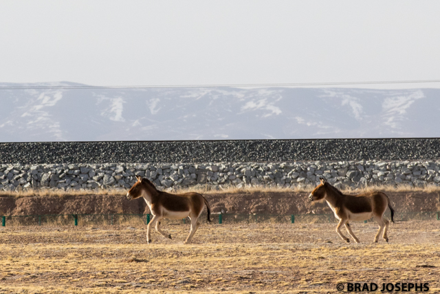 wild ass, kiang qinghai, china