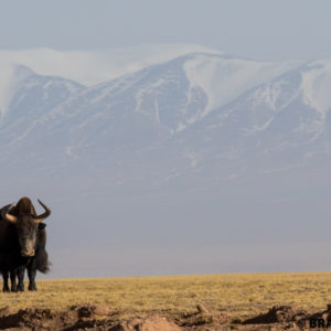 wild yak, qinghai, china, photo image