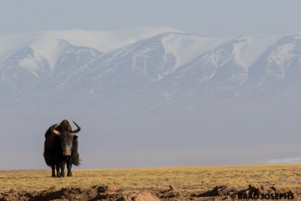 wild yak, qinghai, china, photo image