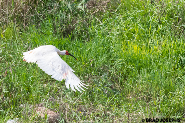 crested ibis