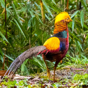 golden pheasant