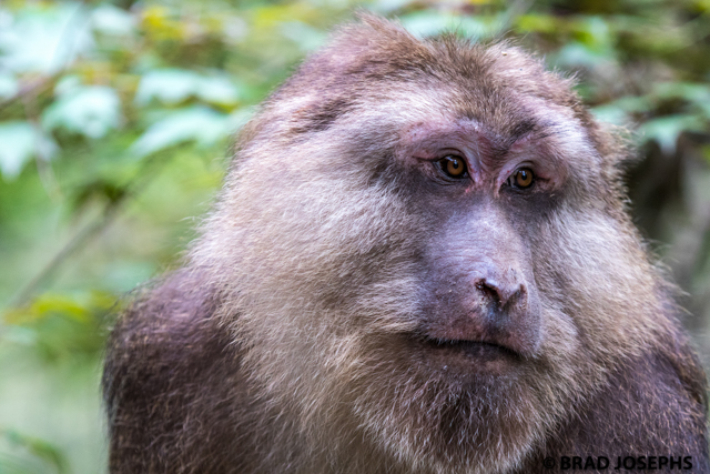 tibetan macaque