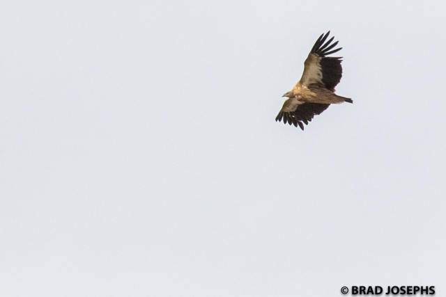 himalayan griffin