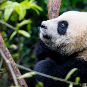 panda cub, chengdu