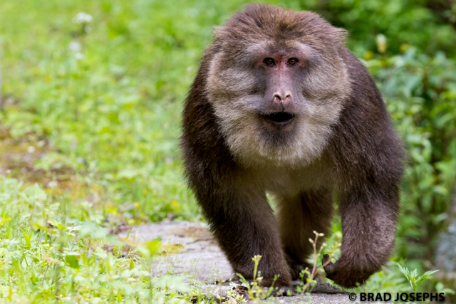 male tibetan macaque