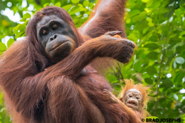 semengoh kuching borneo orangutans 