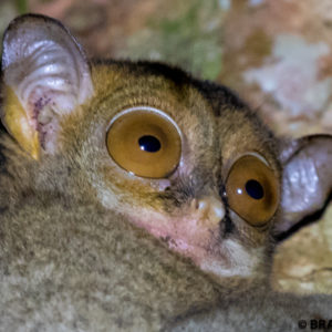 tarsier image, borneo